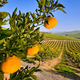 Illustration for article titled The Dekopon Is the Fruit of the Future